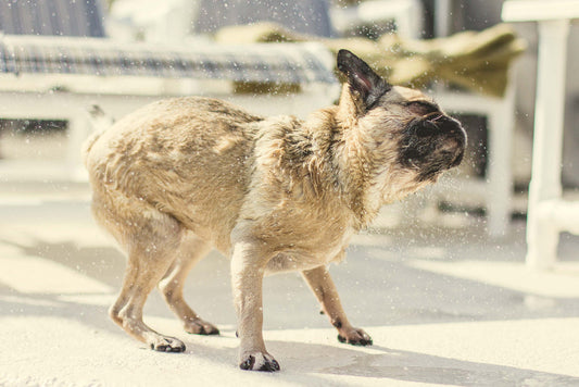 Keeping Our Furry Friends Cool: Protecting Dogs and Cats from the Heat