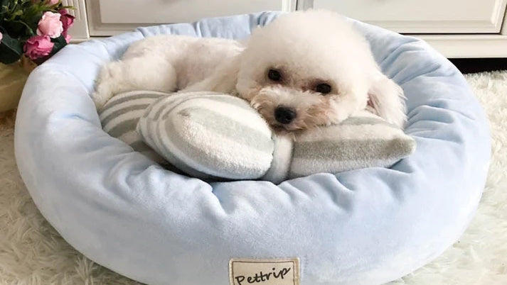 Dog Beds & Mats