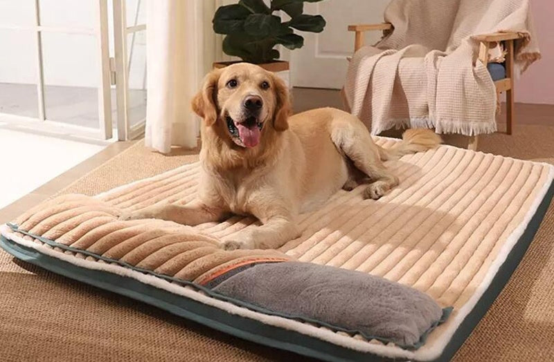 Dog Comfort