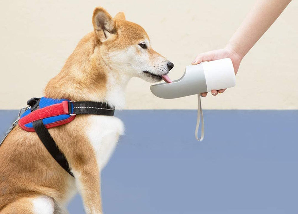 Dog Daily Life
