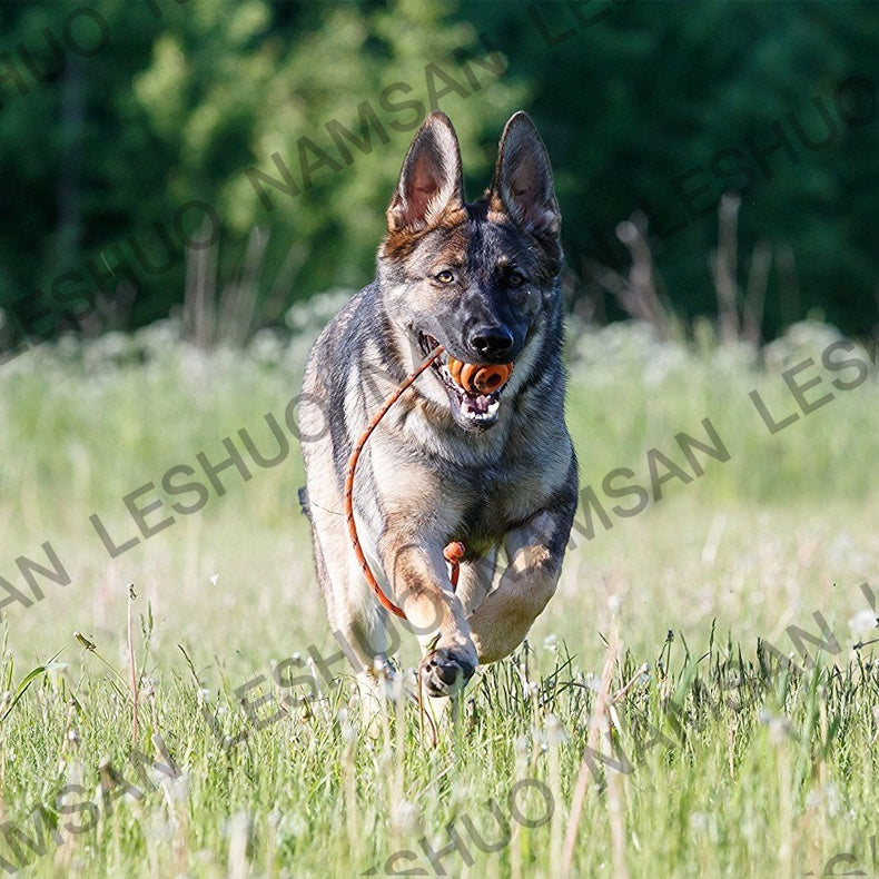 Durable Pet Interactive Exercise Ball Toys Dog Reward Chew Toy for Dog Tooth Clean Ball Toys - InspirationIncluded