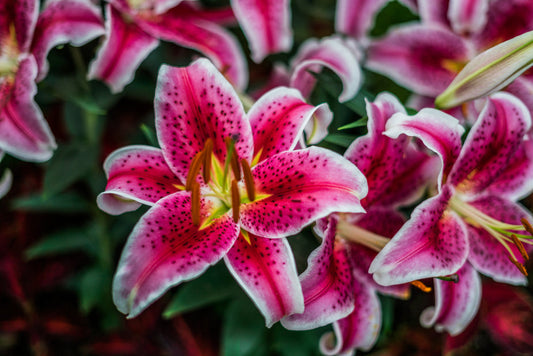 Pink lilies with white edges and yellow centers