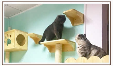 Wall-mounted Wooden Cat Shelf - 2 Sizes