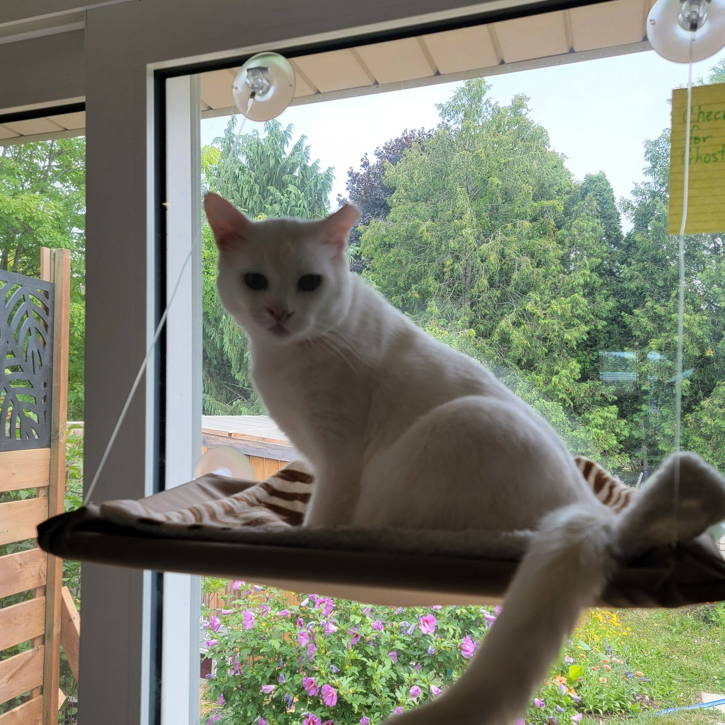 Window Hammock for Large Cats - Ghost's Fave!