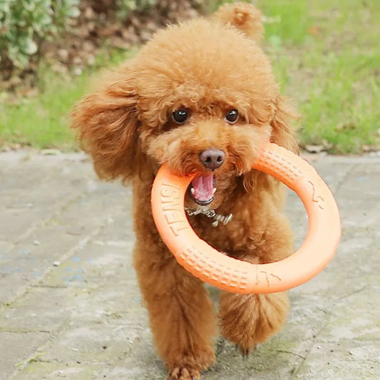 The Halo - Dog Toy - Training Ring